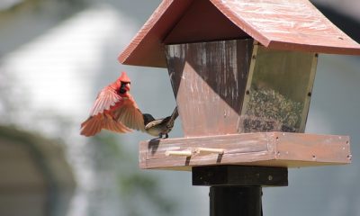Kamarádi z ptačí říše