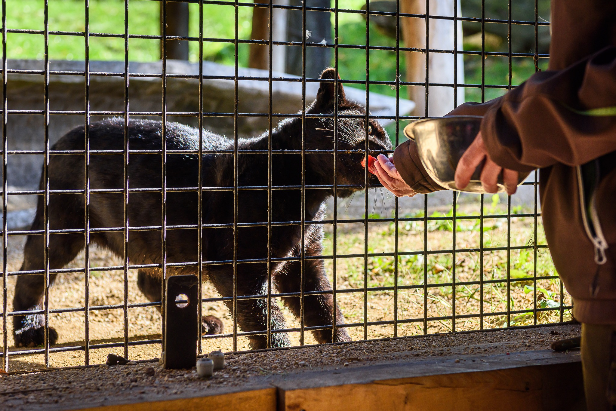 Čtyřměsíční samička jaguára Mayara