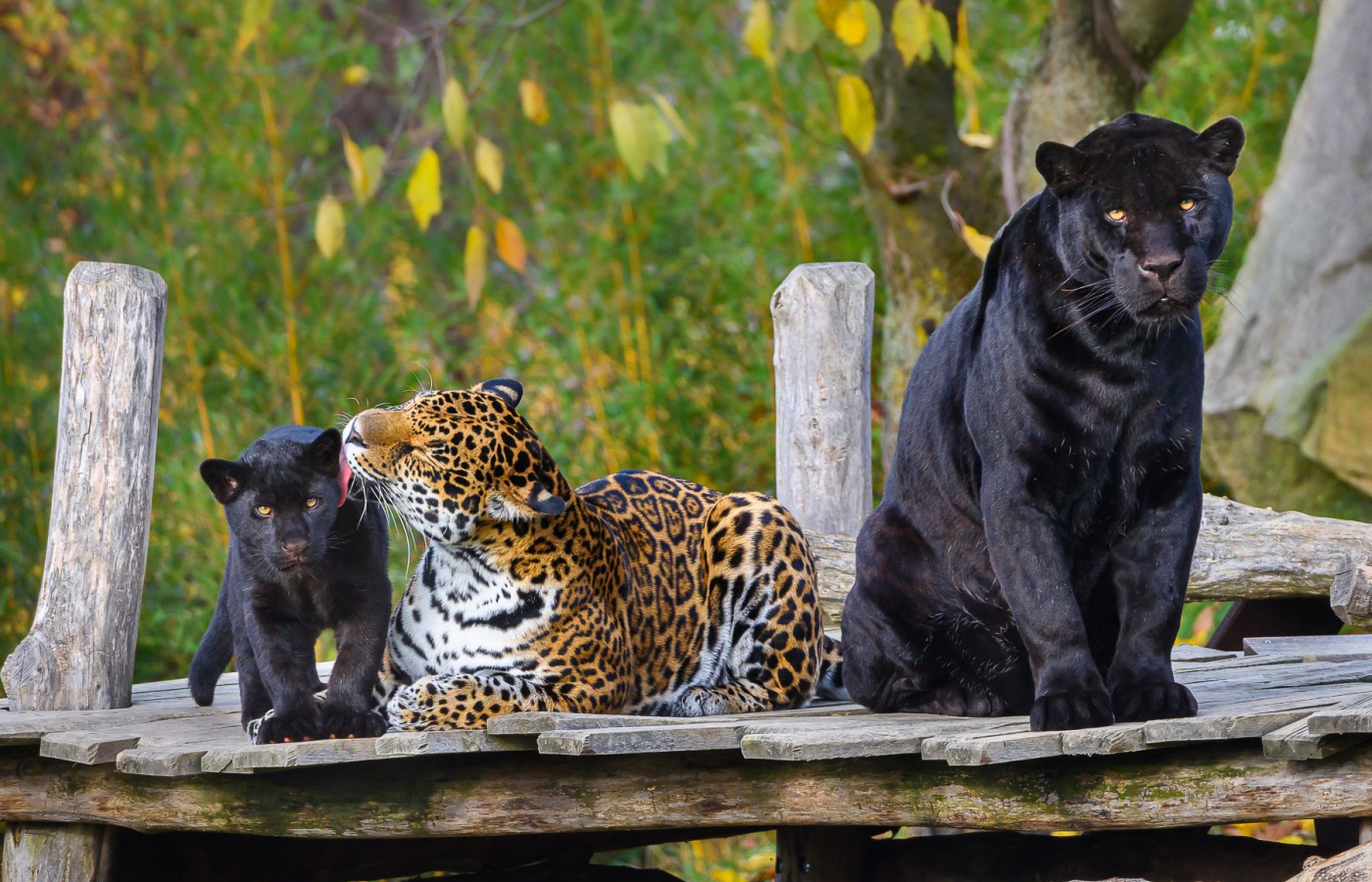 Přijďte se podívat do Zlínské ZOO, například na  pantery či slony.