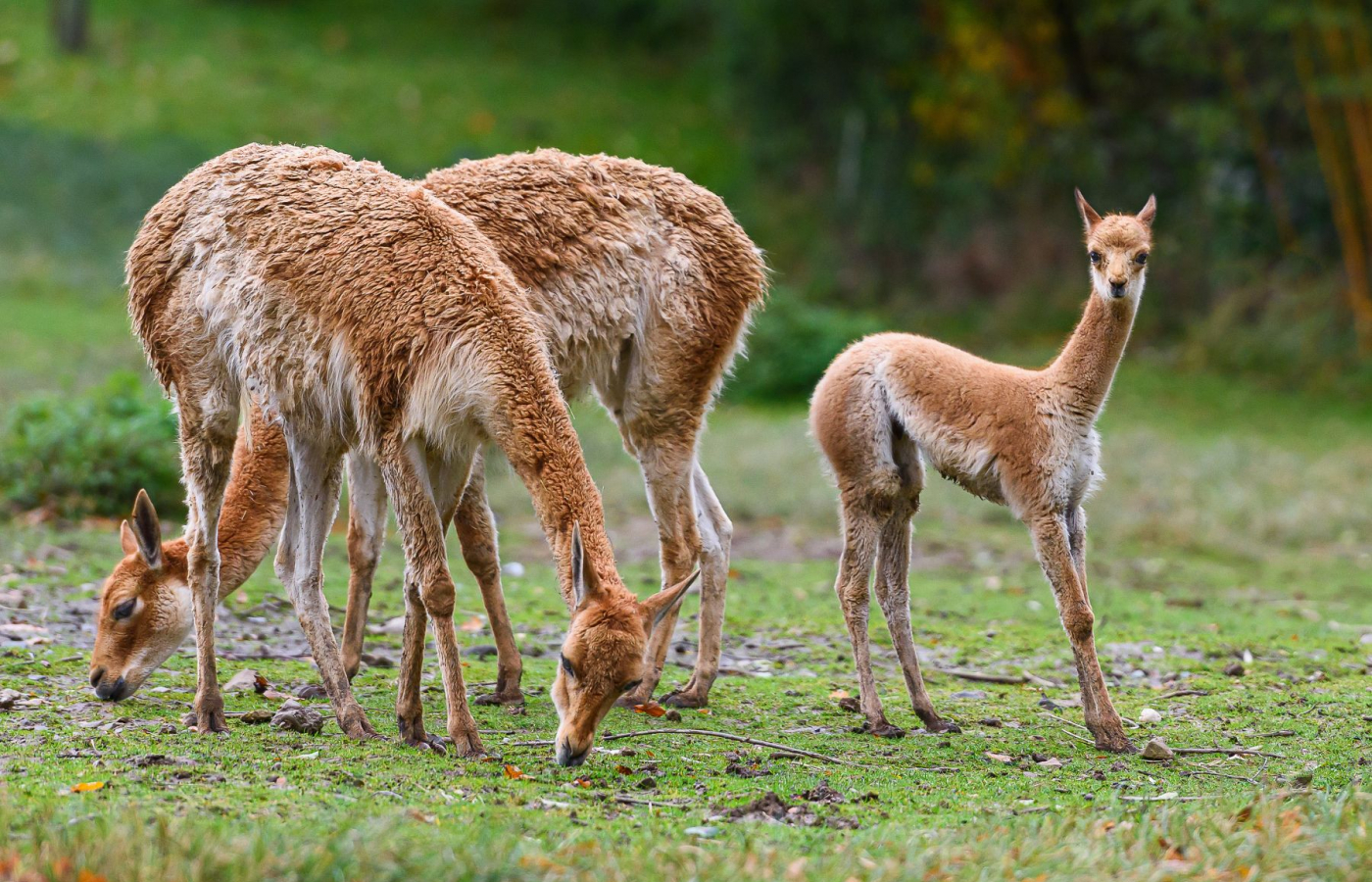 V Evropě vikuně chová zhruba 75 zoologických zahrad, mezi nimi je i ZOO ve Zlíně. Zdroj: ZOO Zlín