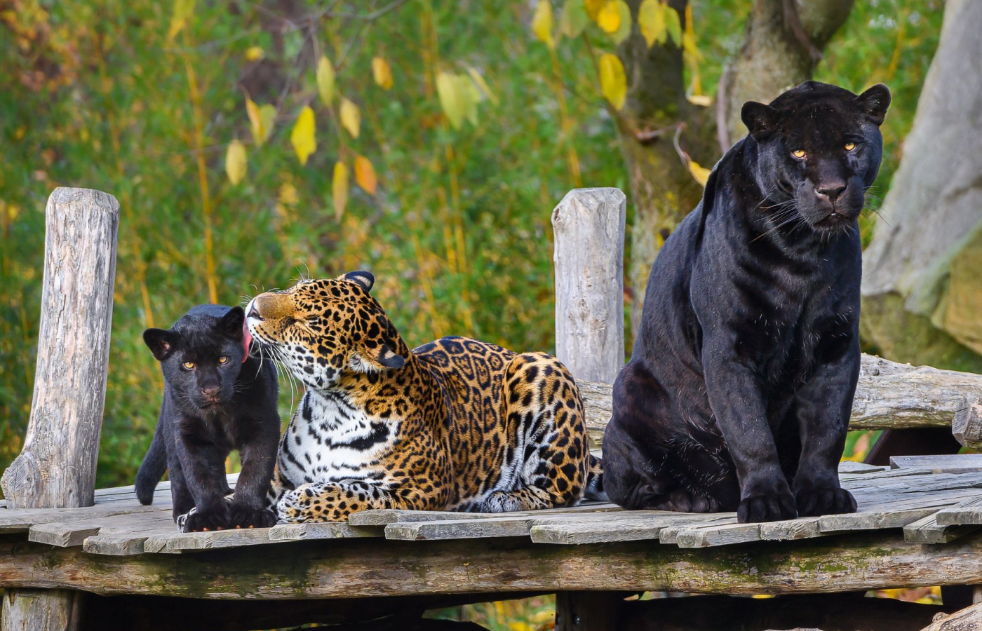 K světovým úspěchům patří mládě jaguára