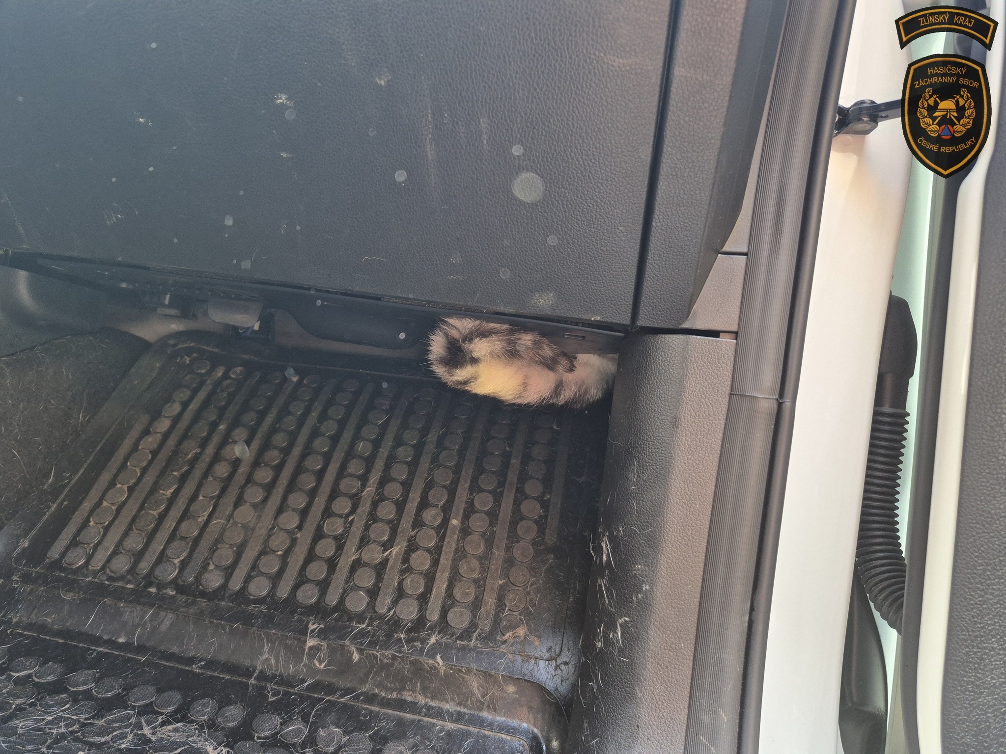 Kočka zalezla pod plastový kryt u prostoru vzduchového filtru na straně spolujezdce. Zdroj: HZS Zlínského kraje
