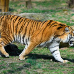 ZOO Zlín získala nového samce tygra ussurijského - 1.