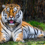 ZOO Zlín získala nového samce tygra ussurijského - 2.