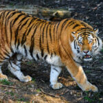 ZOO Zlín získala nového samce tygra ussurijského - 3.