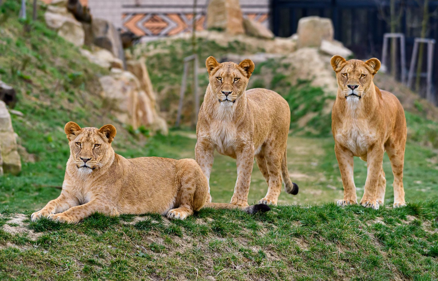 Chystáme velké změny u lvů, samec Abamboo u nás zůstane. Foto: Zoo Zlín