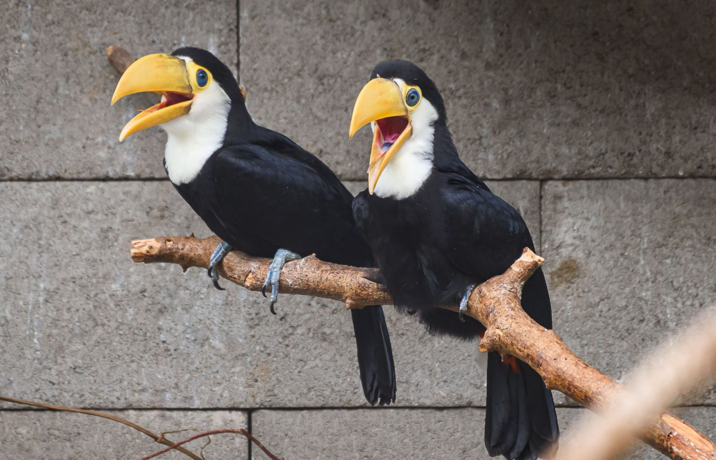 Zlínská zoo slaví, narodila se tři mláďata tukanů