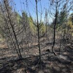 Les nad Zašovou zachvátil požár, hasiče potrápil terén i vítr