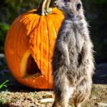 Zoo Zlín se promění v říši strašidel, letos chystá novinky