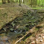 Razula, poznejte prales ukrytý ve Velkých Karlovicích